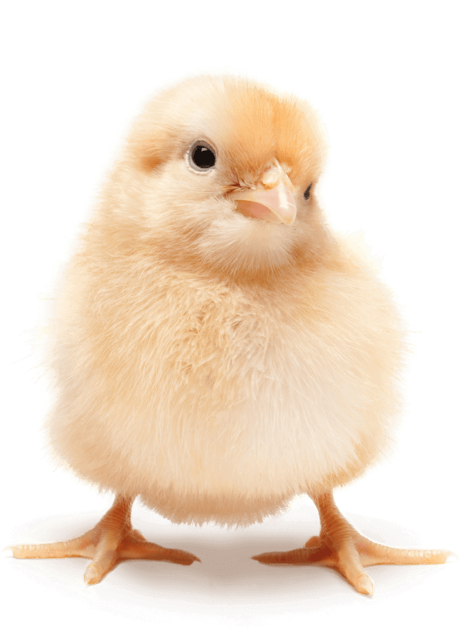 Chick